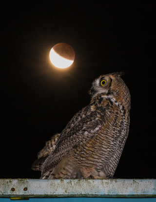Illustration for article titled 34 Amazing Photos Of The Super Blood Moon